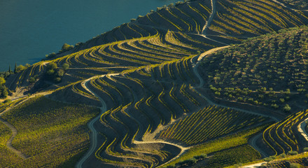Alto Douro vinhateiro vineyards scenic landscape during harvesting season (vindima) - UNESCO World...