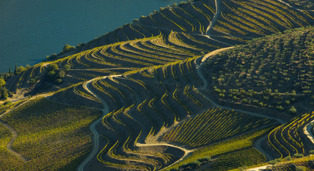 Alto Douro vinhateiro vineyards scenic landscape during harvesting season (vindima) - UNESCO World Heritage 