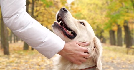 Young woman with cute dog in autumn park, closeup - Powered by Adobe