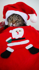 Portrait of a sleeping cat with a Santa's hat and its blanket.
