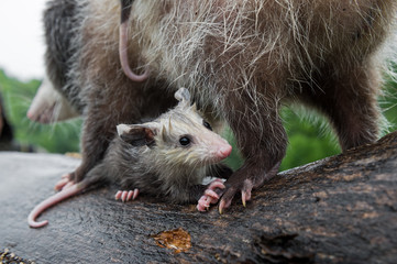 Virginia Opossum Joey (Didelphis virginiana) Clings to Mothers Back Leg Summer
