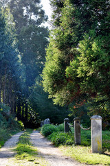 Fototapeta premium Souto da Retorta, also known as the Chavin eucalyptus, in Vivero, Galicia. Spain. Europe.