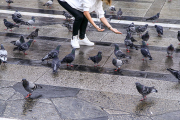 Obraz premium People are feeding the pigeons standing on the pavement on the square in Milan, Italy. 