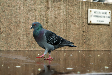 A curious wild but not shy pigeon looking at You in Milan. 