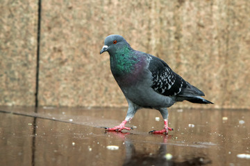 A curious wild but not shy pigeon looking at You in Milan. 