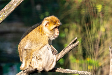 Berber Affe auf einem Baum sitzend