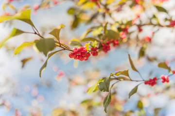 Texas Winterberry (Ilex Decidua) red fruits on tree branches on sunny fall day
