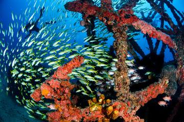 School of fish in a colorful shipwreck