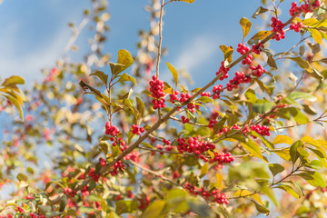 Beautiful Texas Winterberry (Ilex Decidua) red fruits on tree branches on sunny fall day
