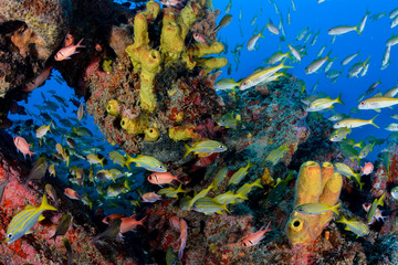 School of fish in a colorful shipwreck