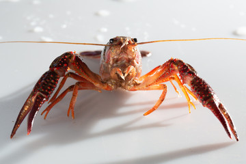 Red swamp crawfish