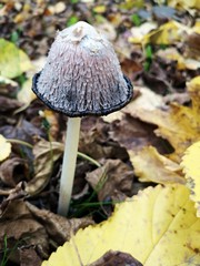 Mushroom in the forest