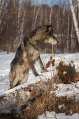 Obraz premium Black Phase Grey Wolf (Canis lupus) Paws On Log Looks Right Winter