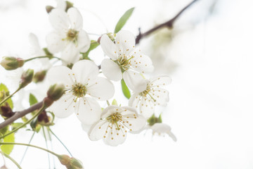 Flowering branches of cherry in spring
