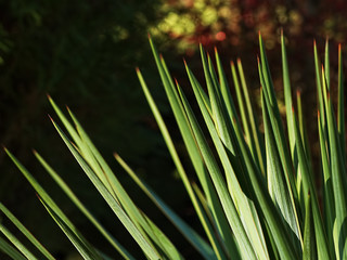 Green leaves of Yucca - Joshua tree (Yucca brevifolia var. Jaegeriana). Close-up, backlight natural light.