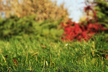City autumn park, close-up on the grass. Background with trees and bushes blurred. Screensaver, banner or background.