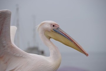 Pelikan mit geöffneten Flügeln