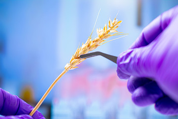 Professional scientist with gloves examining wheat ears, experiments in chemical laboratory
