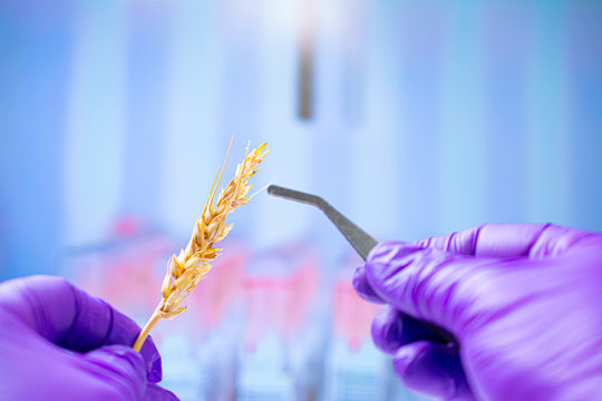Professional scientist with gloves examining wheat ears, experiments in chemical laboratory