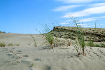 A picture from the Curonian Spit (Kursiu Nerija) National Park in Lithuania. The detail of grass on a sand dune. 