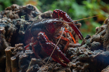 Red swamp crawfish