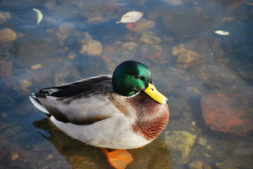 duck in water