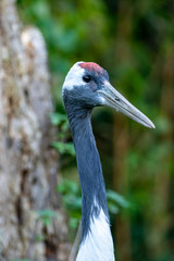 mandschuren Kranich Portrait mit Baum als Hintergrund