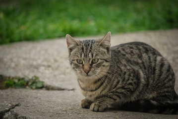cat on the grass