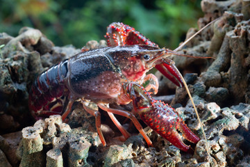 Red swamp crawfish