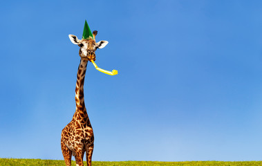 Giraffe blowing birthday whistle over blue sky