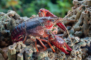 Red swamp crawfish