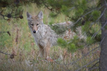 Coyote Posing for a picture
