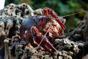 Red swamp crawfish