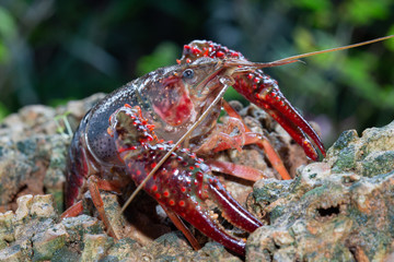 Red swamp crawfish