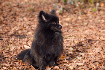 Cute black spitz dog sitting on the fallen leaves in autumn park.