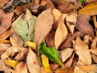 Bay laurel tree leaves fallen on the ground. Green, olive and brown bark 