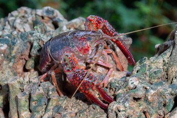 Red swamp crawfish