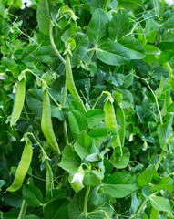 Peas plant growing on the farm.
