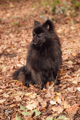 Cute black spitz dog sitting on the fallen leaves in autumn park.