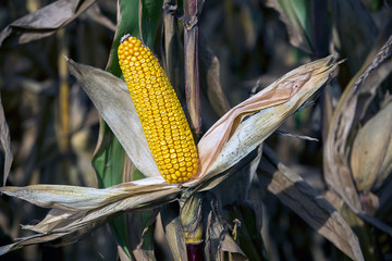 autumn is the time for harvest of hybrids of corn, mature cobs on the field