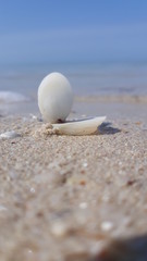 shell on the beach