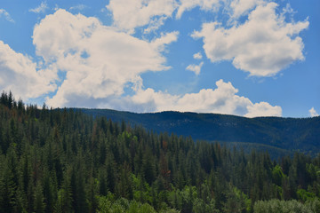 Montana Forest 