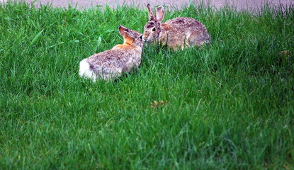 Rabbit in the grass outside.