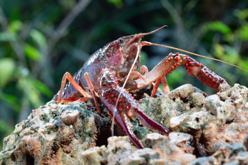 Red swamp crawfish