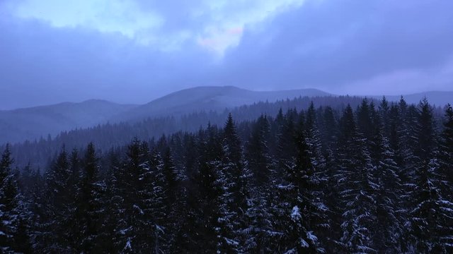 Aerial drone flight over carpathian mountains at snowfall, ukraine, 4k. snow is falling and cover tops of green christmas trees. Gray sky and cold weather make dark and misty mood. evening sky is viol