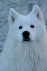 Samoyed dog staring