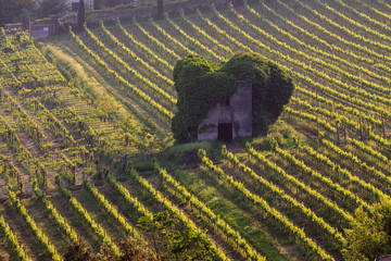 ancient dwelling abandoned in the Lazio countryside