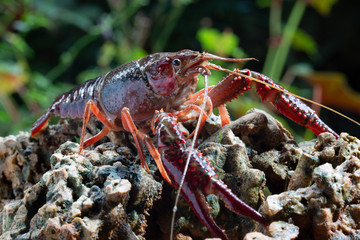 Red swamp crawfish