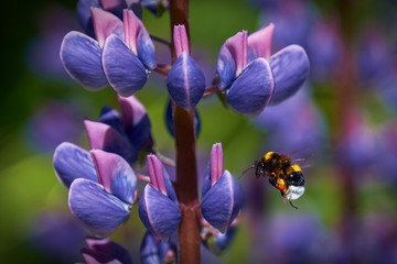 Cumblebee in mid air in front of flower