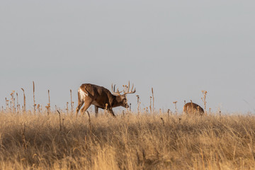 Whitetail Deer Buck During the Fall Rut
